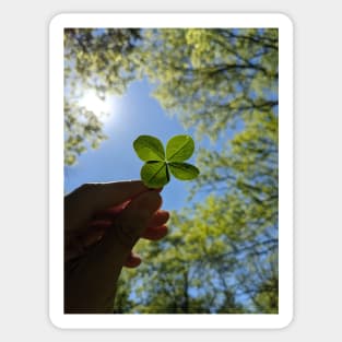 Four Leaf Clover with the Treetops Photographic Image Sticker